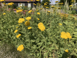 Achillea 