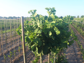 Japanse notenboom (Ginkgo biloba 'Mariken')