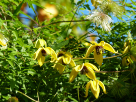 Clematis Tangutica