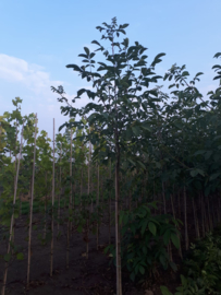 Juglans Regia (Gewone Walnoot )