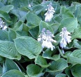 Hosta sieb. 'Elegans' p9