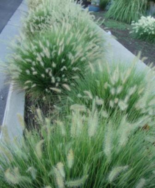 Pennisetum alp. 'Little Bunny' lampenpoetser gras lampepoetser