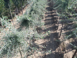 Pyrus sal. Pendula (Wilgbladige treurpeer)