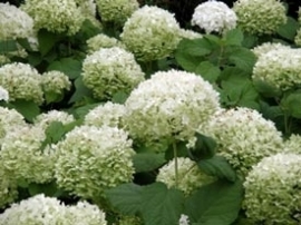 Hydrangea arbo. 'Annabelle' | Sneeuwbalhortensia