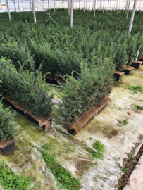 Taxus baccata kant en klaar haag elementen hoogte 70-80 cm.