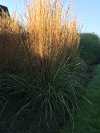 Calamagrostis  a. 'Overdam' - Bont Struisriet