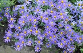 Aster Lady in Blue -  Herfstaster