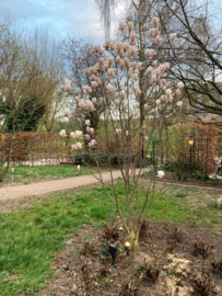 Magnolia soulangeana meerstammige beverboom tulpenboom