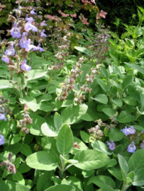 Salvia off. 'Berggarten'