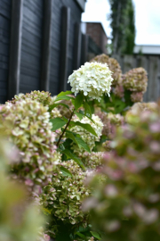 Pluimhortensia | Hydrangea pan. 'Limelight'