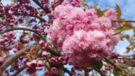 Japanse sierkers (Prunus serrulata 'Kiku-shidare-zakura')