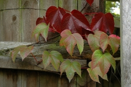 Parthenocissus tri. 'Engelmanii' (Wilde wingerd)