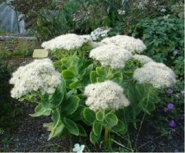 Sedum spec. 'Iceberg' - Vetkruid