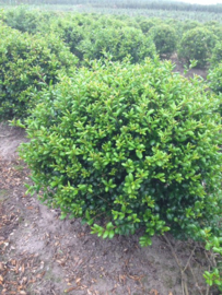 Ilex crenata Caroline Upright bolvorm- Buxus vervanger bolvorm