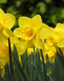 Narcissen Carlton kleur geel prachtig sterk soort