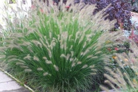 Pennisetum - Lampepoetsergras