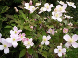 Clematis montana 'Rubens'