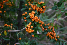 Pyracantha 'Orange Glow' of tewel Vuurdoorn