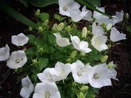 Campanula carp. 'Weisse Clips'