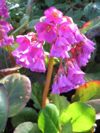 Bergenia cordifolia - Schoenlappersplant