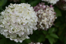 Pluimhortensia | Hydrangea pan. 'Limelight'