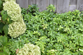 Pachysandra term. 'Green Carpet'