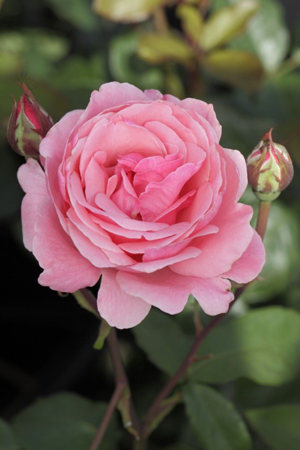 Rosa 'Queen Elizabeth' Theeroos