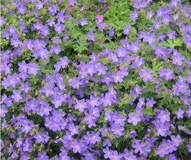 Geranium 'Johnsons Blue'