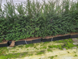 Taxus baccata kant en klaar haag elementen hoogte 90-100 cm.