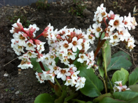 Bergenia 'Bressingham White' - Schoenlappersplant