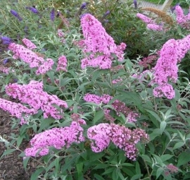 Buddleja dav. 'Ile de France' Roze Vlinderstruik