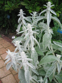 Stachys byzantina