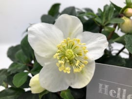 Helleborus niger 'Christmas Carol' - Witte Kerstroos