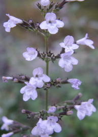 Calamintha n. 'Blue Cloud' - Bergsteentijm