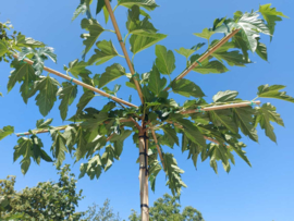 Morus alba ‘Fruitless’ dakvorm dakboom stamhoogte 240 cm 8-10 in pot