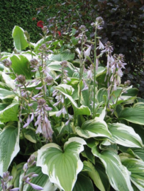 Hosta 'Moerheim'