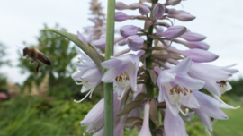 Hosta 'Moerheim'