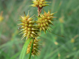 Carex flava 'Gele zegge'