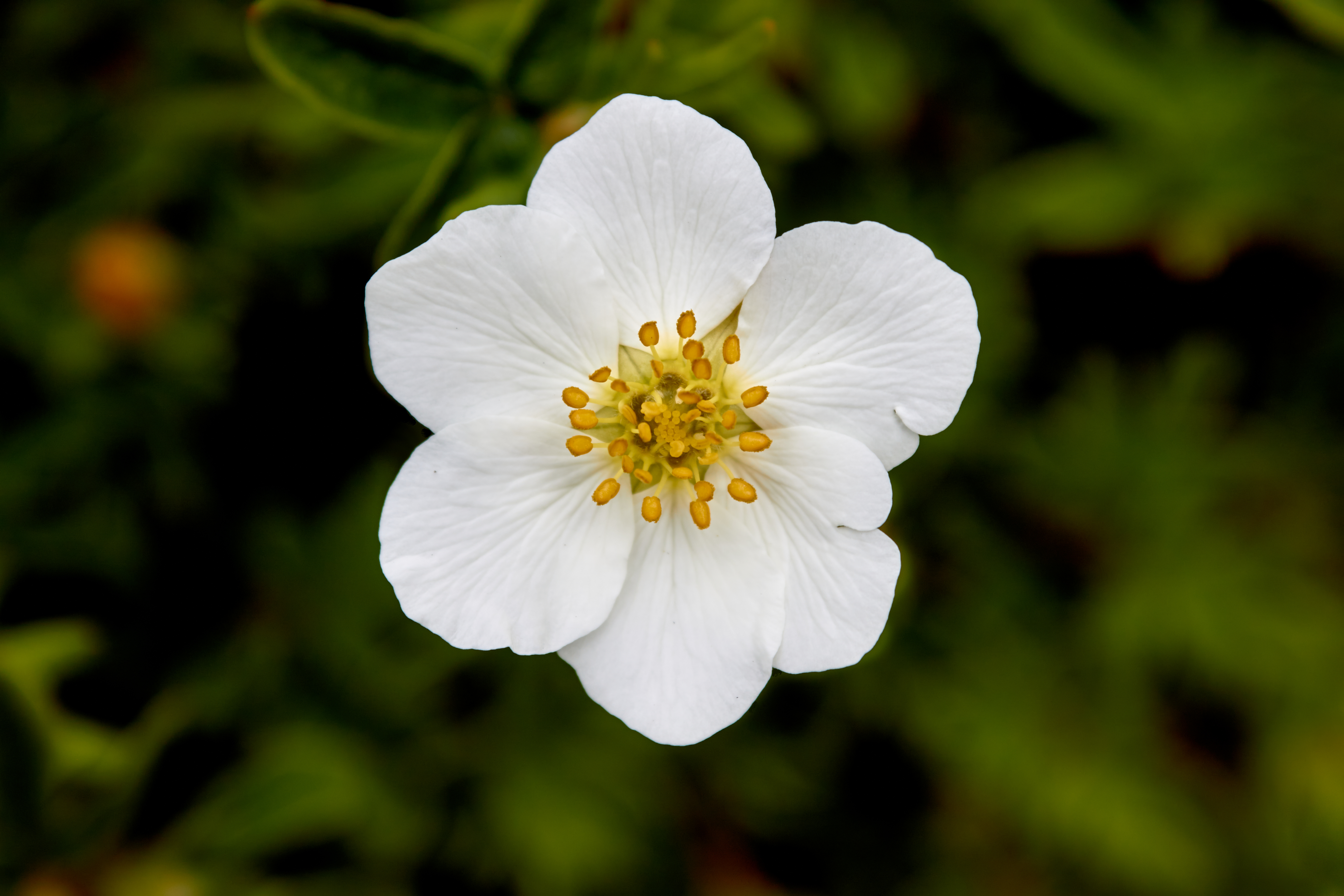 Potentilla fruticosa 'Abbotswood' - Struikganzerik