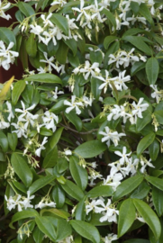Toscaanse jasmijn  - Trachelospermum jasminoides