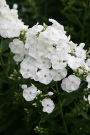 Phlox (P) 'Rembrandt'