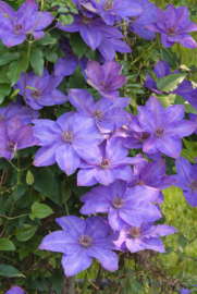 Clematis 'Elsa Späth'