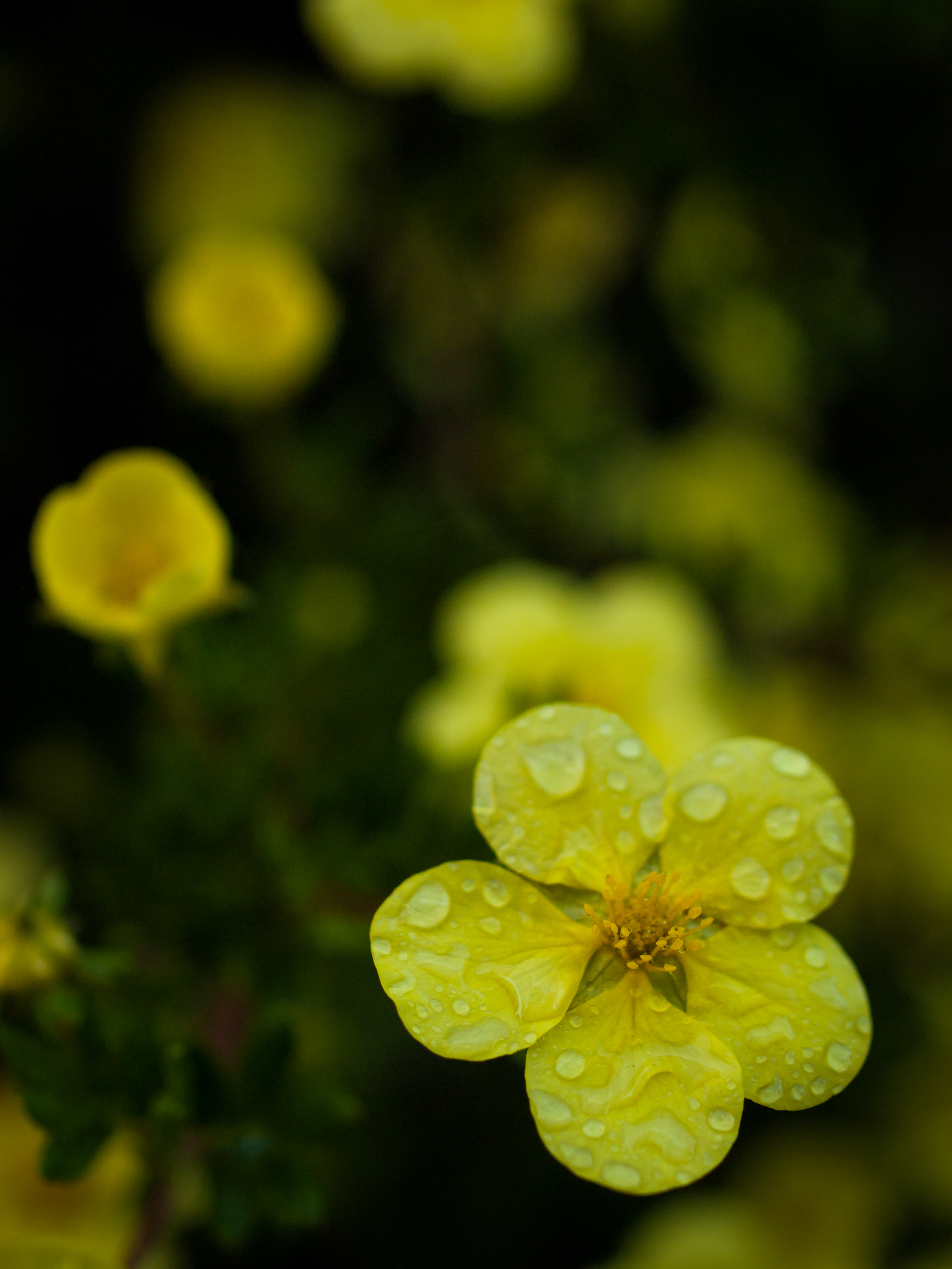 Potentilla fruticosa 'Elizabeth' - Struikganzerik