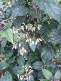 Clerodendrum trichotomum - Pindakaasboom