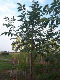 Juglans Regia (Gewone Walnoot )