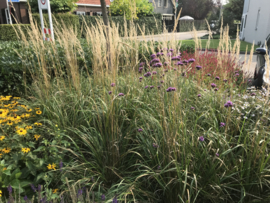 Calamagrostis acut. 'Karl Foerster' - Struisriet