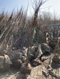 Betula pendula Ruwe berk - meerstemmig 200-250 cm