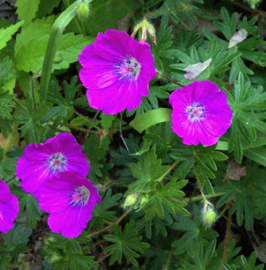 Geranium sanguineum