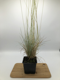 Festuca glauca (Blauw schapengras)