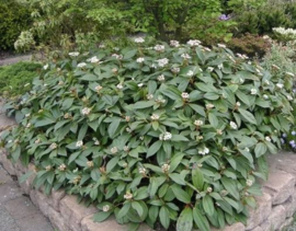 Viburnum davidii sneeuwbal pot C2  20-25 cm.